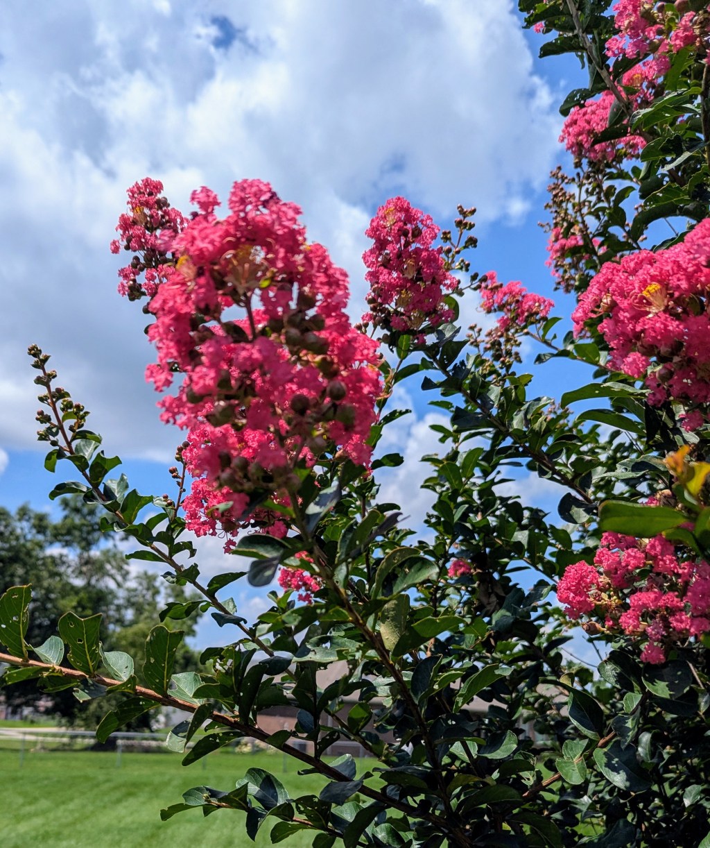 Weekly Quotation: July, 30, 2025: Random Acts of&nbsp;Kindness