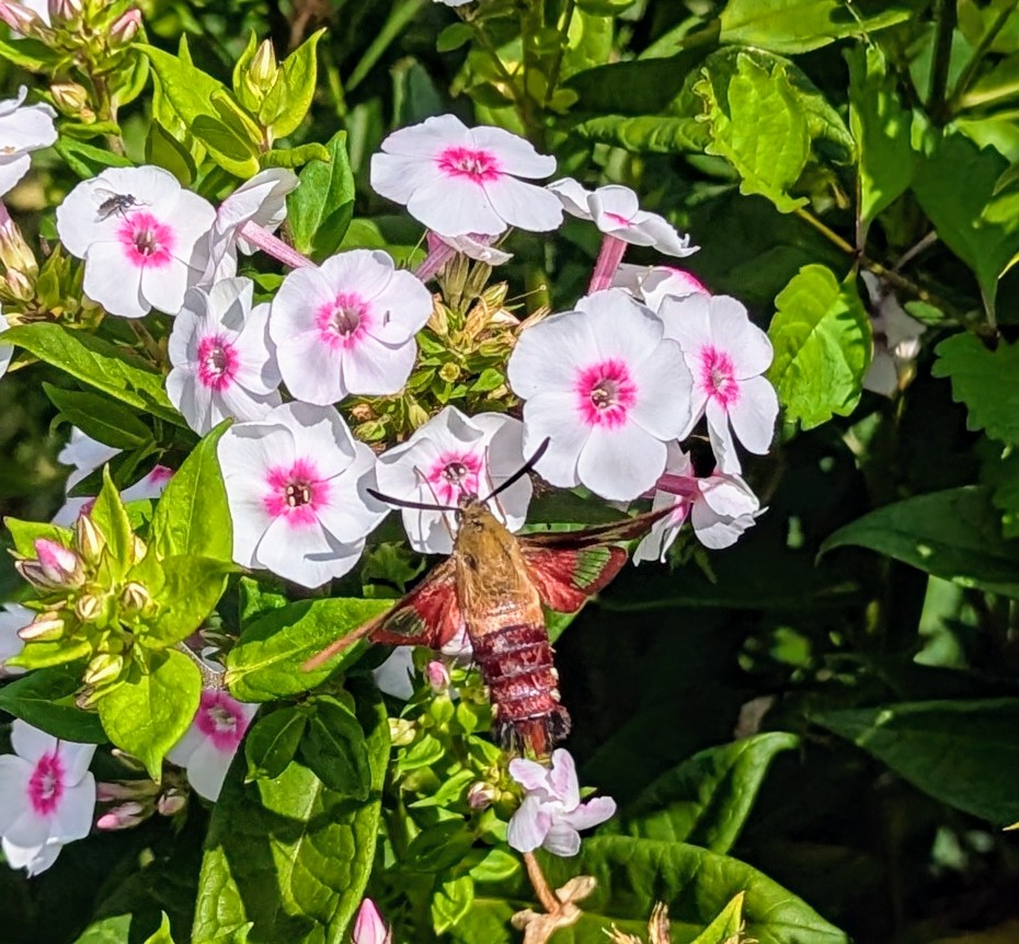 Weekly Quotation August 13, 2025: Being Comfortable In&nbsp;Silence