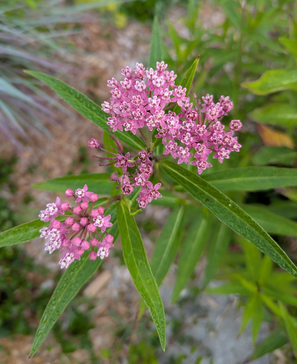 Weekly Quotation: October 7, 2025: The Power of Humility and&nbsp;Wisdom