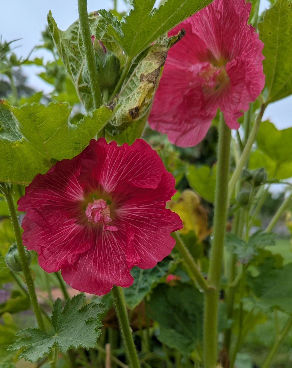 Weekly Quotation: October 1, 2025: Chemistry: My Journey From Struggle to&nbsp;Passion